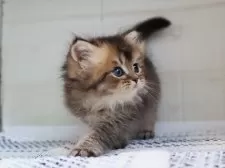 ブリティッシュロングヘア【愛知県・男の子・2025年7月24日・ブラウンタビー】の写真7