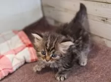 サイベリアン【愛知県・男の子・2025年10月16日・ブラウンタビー】の写真7