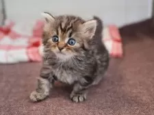 サイベリアン【愛知県・男の子・2025年10月16日・ブラウンタビー】の写真8