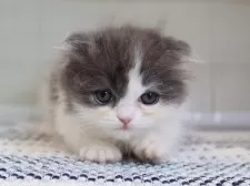 マンチカン(短足)【愛知県・女の子・2025年4月10日・ブルータビーホワイト】の写真8