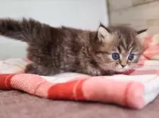 ミヌエット(短足)【愛知県・女の子・2025年11月11日・ブラウンタビー】の写真8