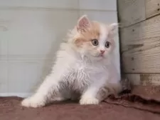 マンチカン(長足)【愛知県・女の子・2025年8月28日・クリームタビーホワイト】の写真8