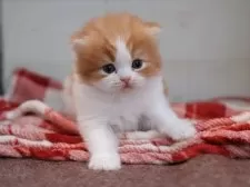 スコティッシュフォールド(折れ耳)【愛知県・女の子・2025年11月7日・レッドタビーホワイト】の写真8