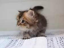 ブリティッシュロングヘア【愛知県・男の子・2025年7月24日・ブラウンタビー】の写真8