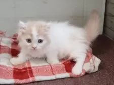 マンチカン(短足)【愛知県・男の子・2025年8月28日・クリームタビーホワイト】の写真8