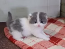 マンチカン(長足)【愛知県・男の子・2025年11月14日・ブルータビーホワイト】の写真8