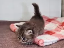 ミヌエット(短足)【愛知県・女の子・2025年11月11日・ブラウンタビー】の写真9