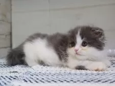 マンチカン(短足)【愛知県・女の子・2025年4月10日・ブルータビーホワイト】の写真9