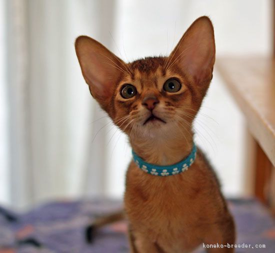 ID:1701-00092の子猫