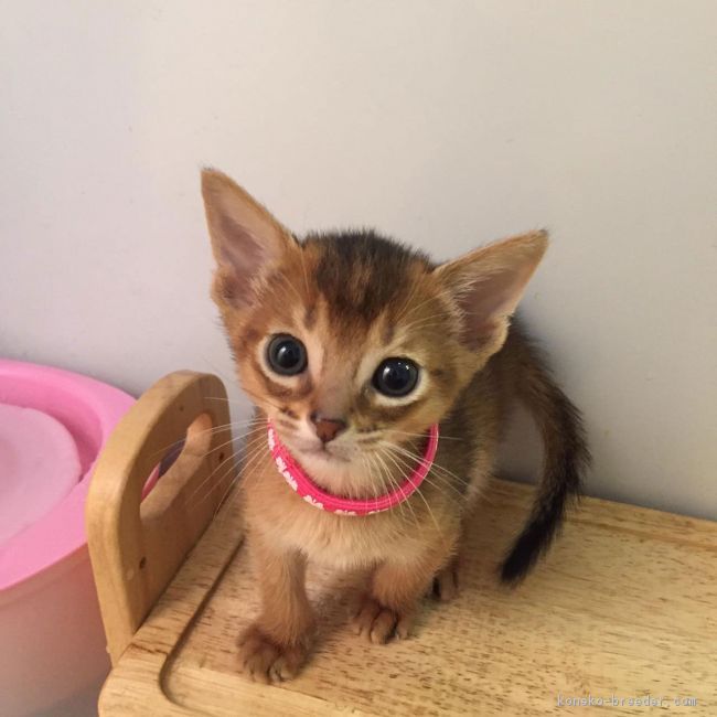 ID:1703-00513の子猫