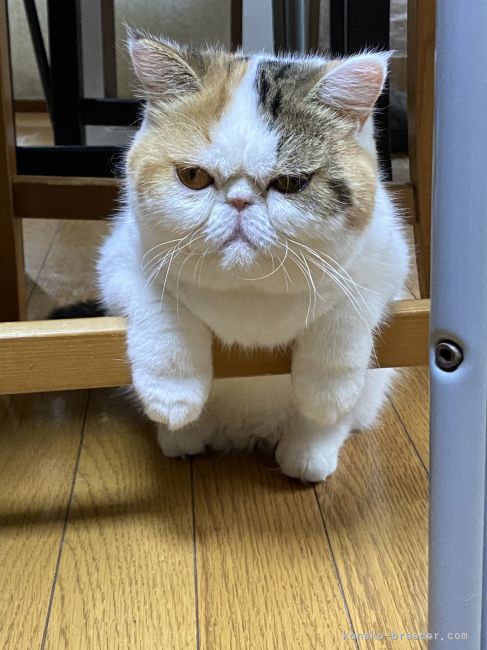 エキゾチックショートヘア【・女の子・2021年8月12日・ブラウンパッチドタビー&amp;ホワイト】