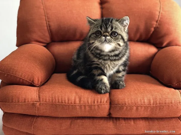 ID：1904-00553の子猫