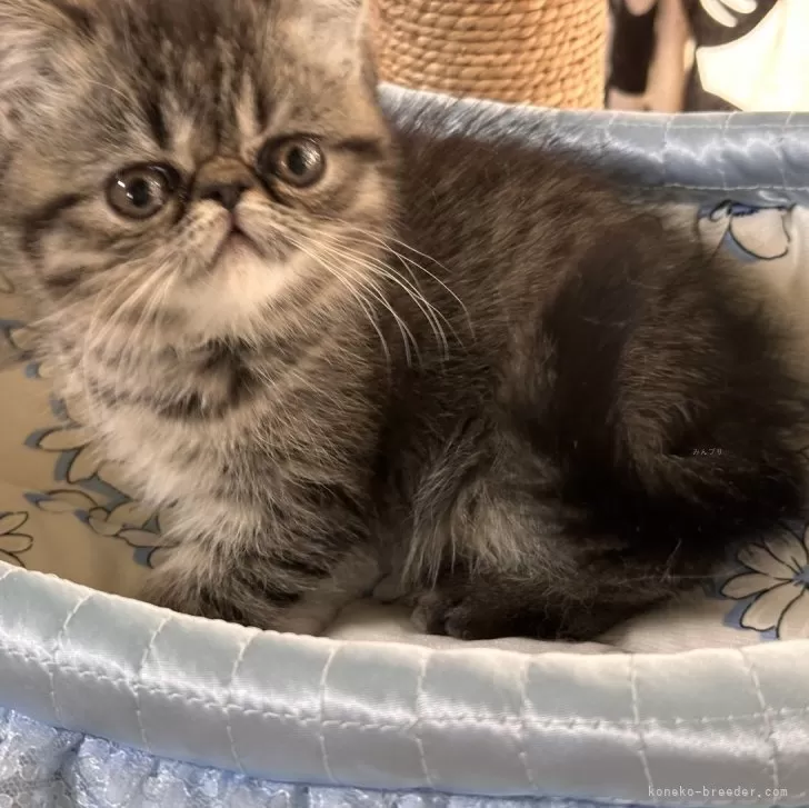 ID：2403-00033の子猫