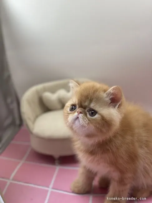 ID:2206-02226の子猫