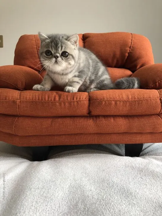 りりこ 様のお迎えした子猫