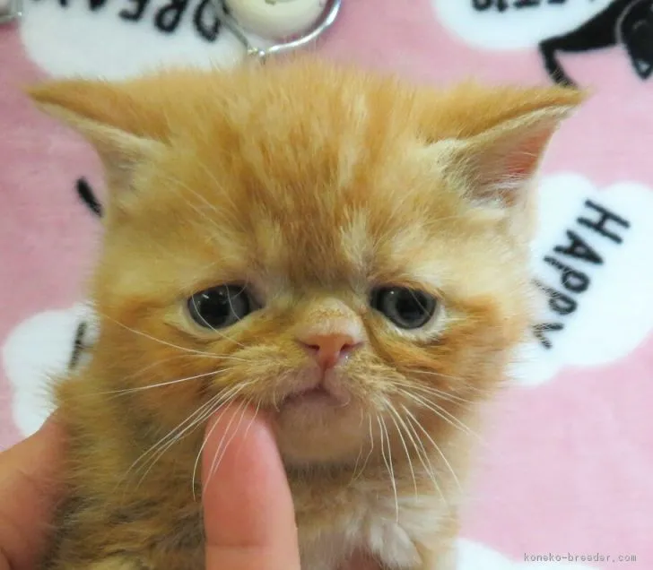 ID:1711-00235の子猫