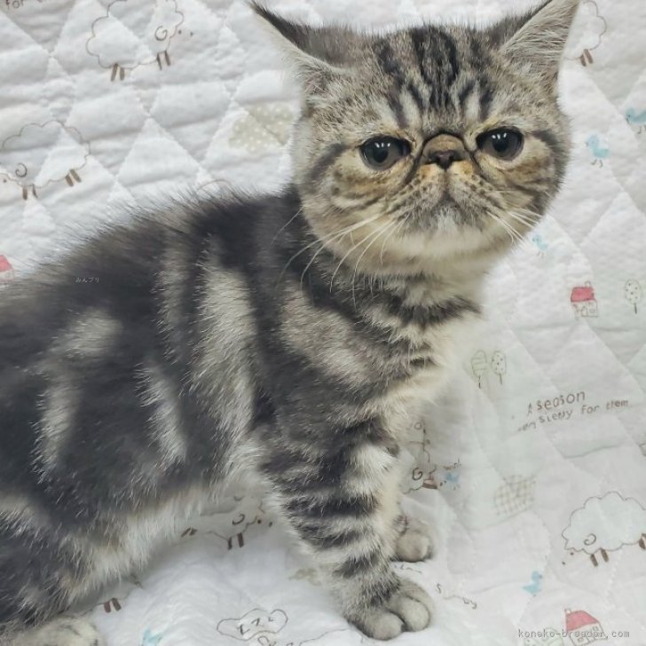 ひーたんページ【北欧フォレスト☆お月見猫ちゃん】【エッフェル塔猫ちゃん】 ペッツファーストfor Cats横浜元町店 | 🍼New face🍼 キンカロー