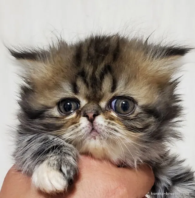 ひらぱぱ 様のお迎えした子猫