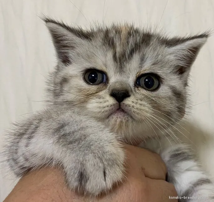 ID:2006-00479の子猫