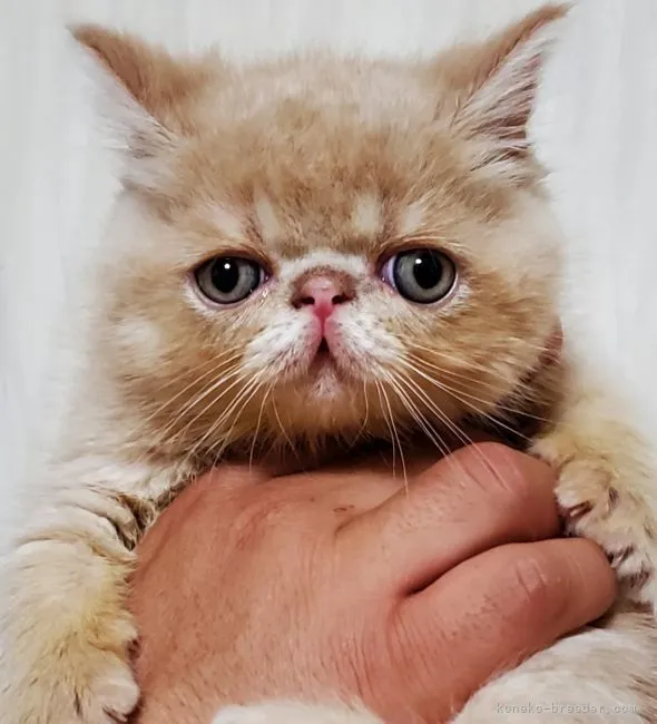 T.A 様のお迎えした子猫
