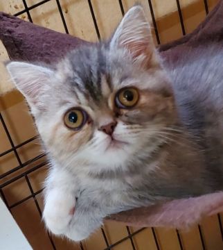 エキゾチックショートヘア【茨城県・女の子・2022年2月28日・シルバータビー】の写真「寝起きの可愛いお顔～🎵」