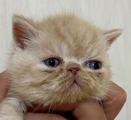 クリーム系のエキゾチックショートヘアの子猫を探す 専門ブリーダー直販の子猫販売 みんなの子猫ブリーダー クリーム系のエキゾチックショートヘアの子猫を探す 専門ブリーダー直販の子猫販売 みんなの子猫ブリーダー