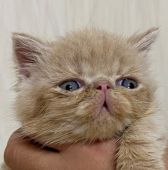 クリーム系のエキゾチックショートヘアの子猫を探す 専門ブリーダー直販の子猫販売 みんなの子猫ブリーダー クリーム系のエキゾチックショートヘアの子猫を探す 専門ブリーダー直販の子猫販売 みんなの子猫ブリーダー