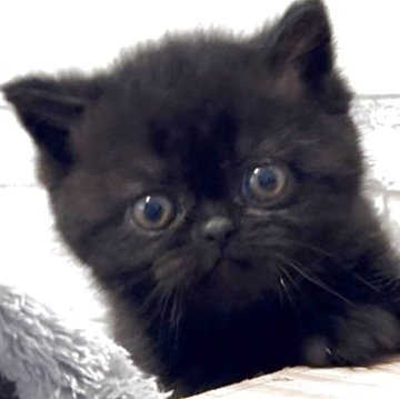 エキゾチックショートヘア【茨城県・男の子・2025年10月10日・ブラックスモーク】の写真「可愛いお顔でとてもキレイな毛色です！」