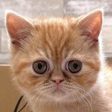 エキゾチックショートヘア【茨城県・男の子・2025年1月8日・レッドタビー】の写真「3可愛い写真&動画にしました～♪」