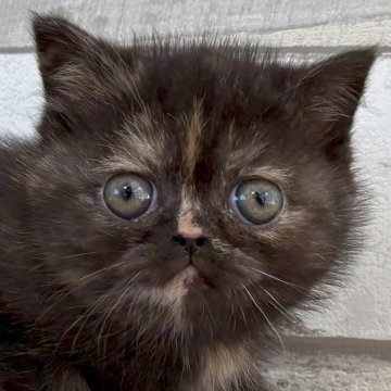 エキゾチックショートヘア【茨城県・女の子・2025年1月25日・トーティ】の写真「可愛い動画見てください、個性的な柄で可愛い子♪」