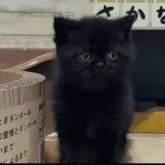 エキゾチックショートヘア【茨城県・男の子・2025年10月10日・ブラックスモーク】の写真4