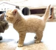 エキゾチックショートヘア【茨城県・女の子・2025年10月10日・レッドタビー】の写真6