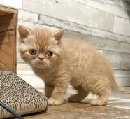 エキゾチックショートヘア【茨城県・女の子・2025年10月10日・レッドタビー】の写真7