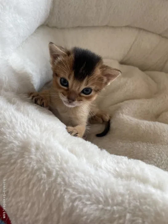 ID：2203-02457の子猫