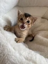 アビシニアン【愛知県・男の子・2022年2月21日・ルディ】の写真2「3／12撮影」