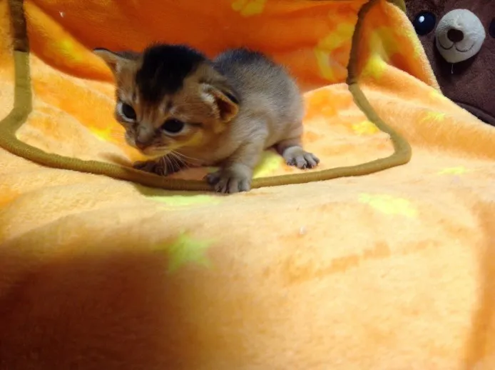 ID：1403-00115の子猫