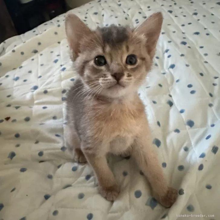 ID:2409-01655の子猫