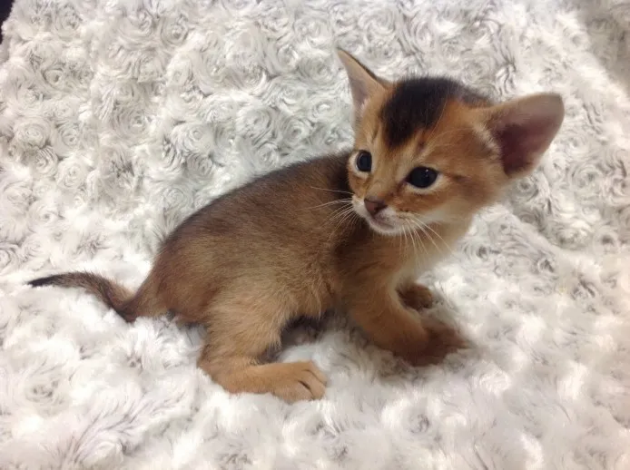 ニテン 様のお迎えした子猫