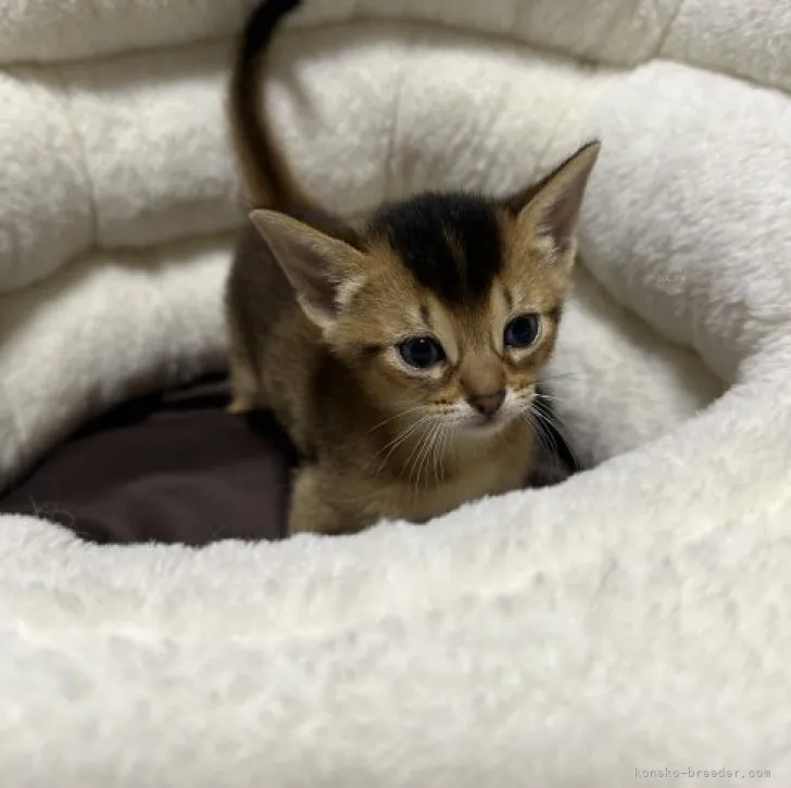 ID：2312-01482の子猫