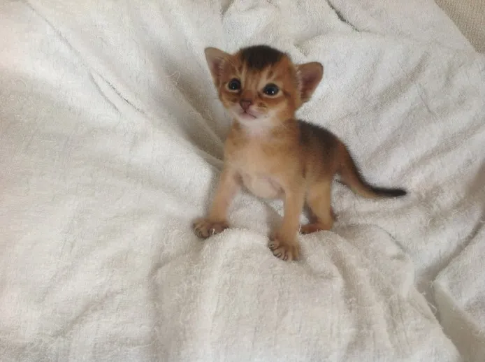 ID：1307-00330の子猫