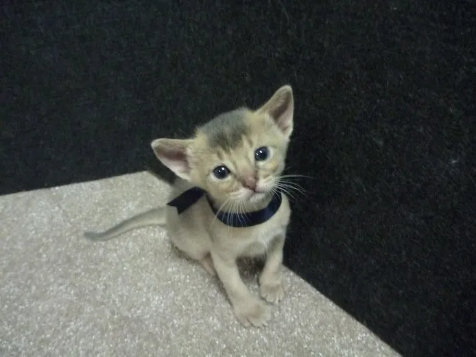 ID：1205-00087の子猫