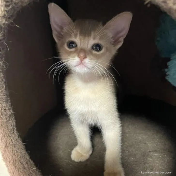ID:2207-00260の子猫