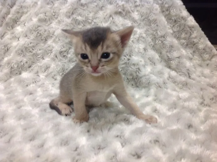 ID：1311-00133の子猫
