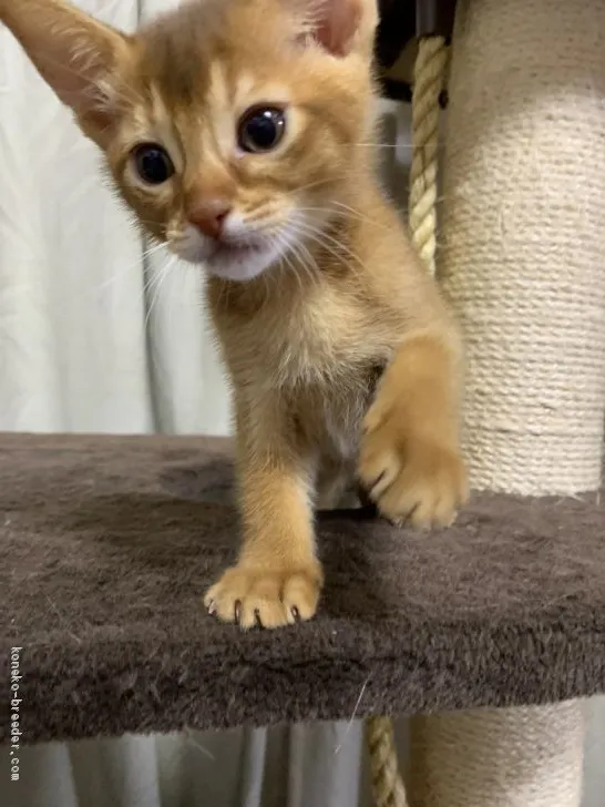 ID:1912-00875の子猫
