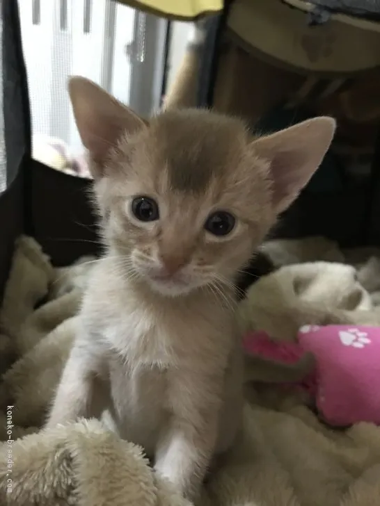 ID:1801-00375の子猫
