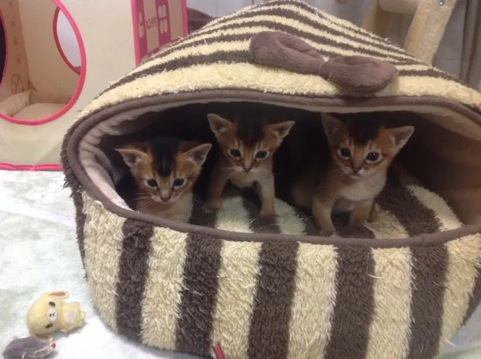 ID：1303-00065の子猫