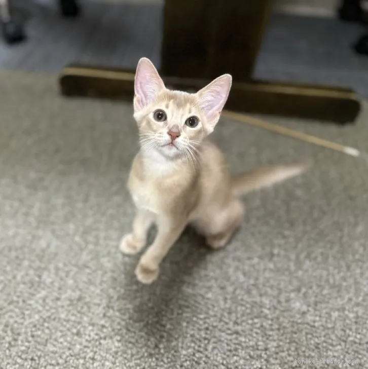 ID：2307-00473の子猫