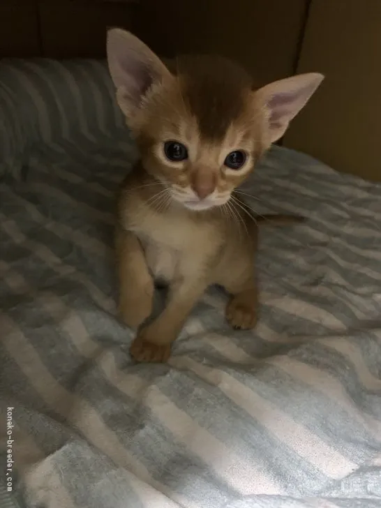 chai 様のお迎えした子猫