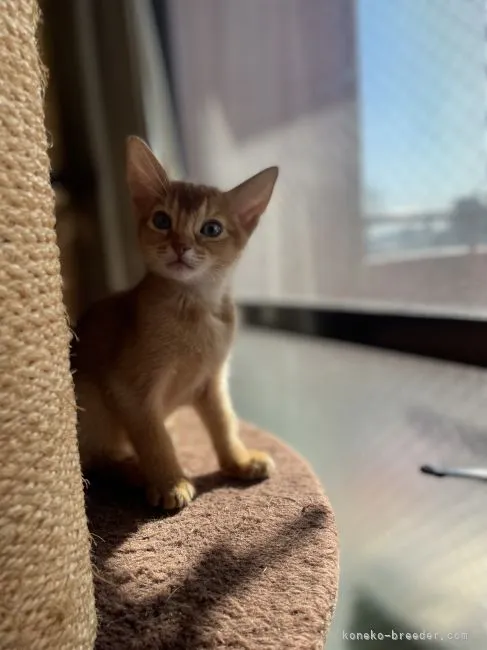 ID:2110-02332の子猫