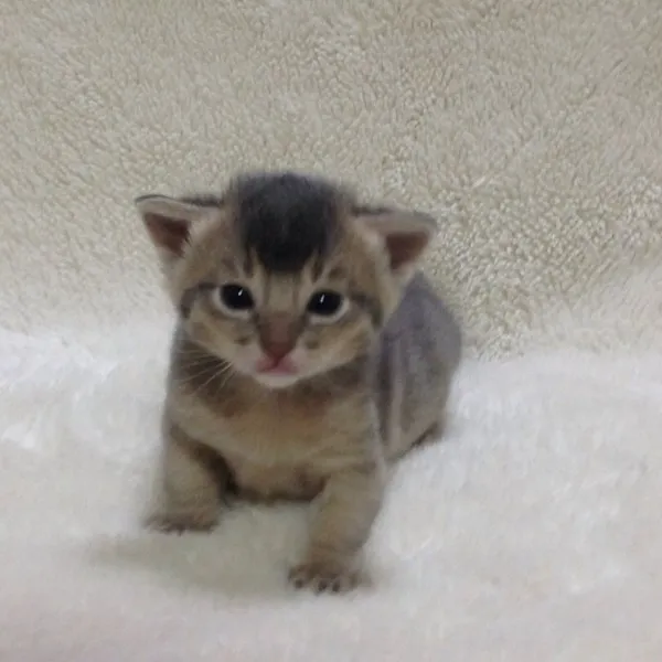 ともさん 様のお迎えした子猫